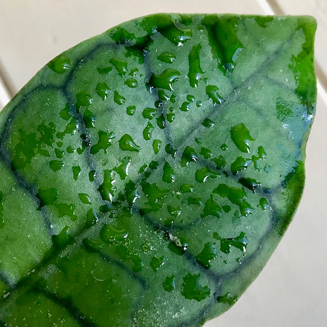 Hoya sp. Kalimantan IML 1168 H141