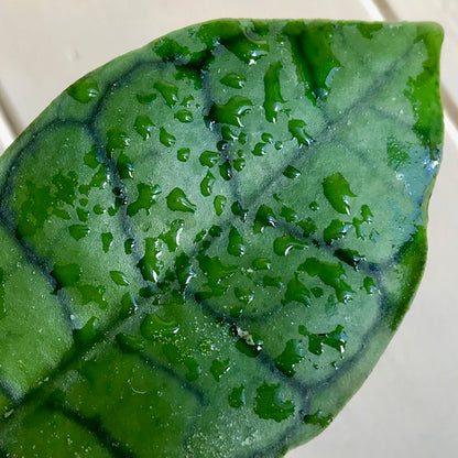 Hoya sp. Kalimantan IML 1168 H141