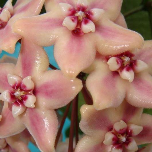 Hoya naumannii H143