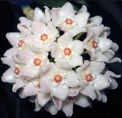 Hoya shepherdii IML 0048 H148