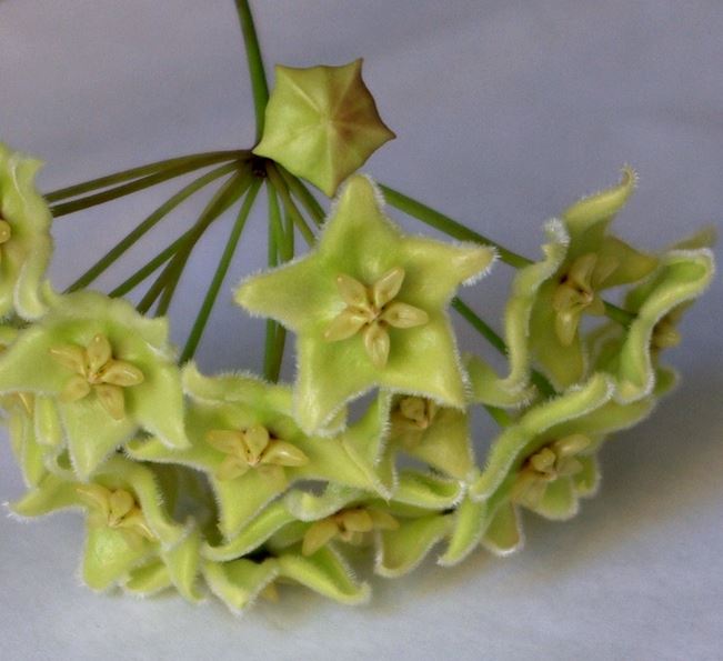 Hoya chlorantha IML 1352 H149