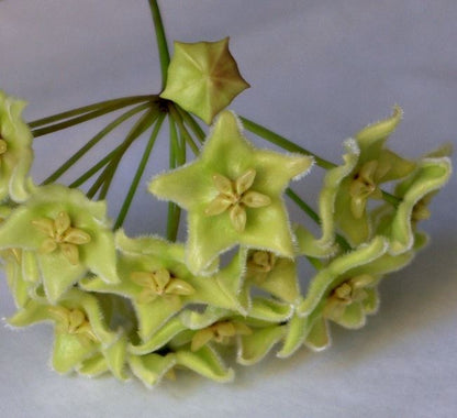 Hoya chlorantha IML 1352 H149