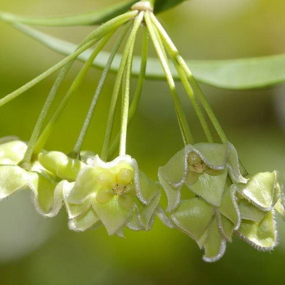 Hoya chlorantha IML 1352 H149
