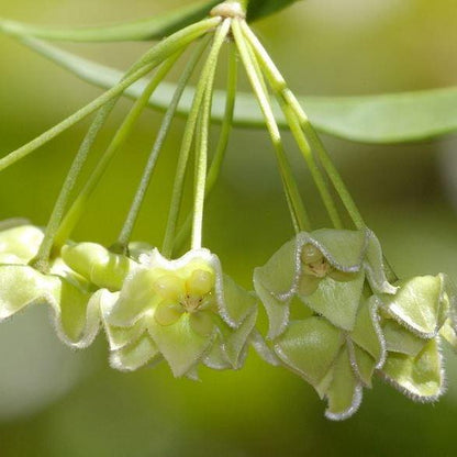 Hoya chlorantha IML 1352 H149