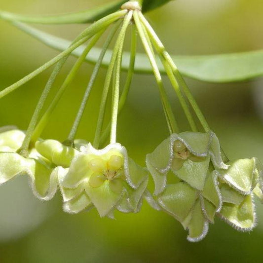 Hoya chlorantha IML 1352 H149