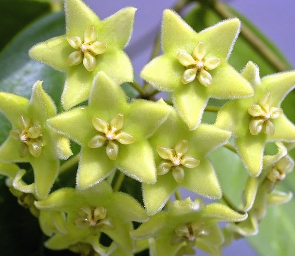Hoya chlorantha IML 1352 H149