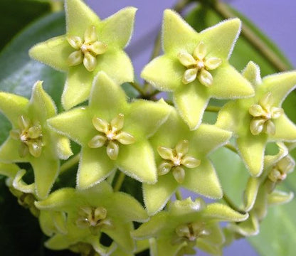 Hoya chlorantha IML 1352 H149