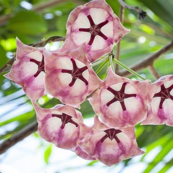 Hoya archboldiana H41