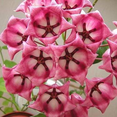 Hoya archboldiana H41
