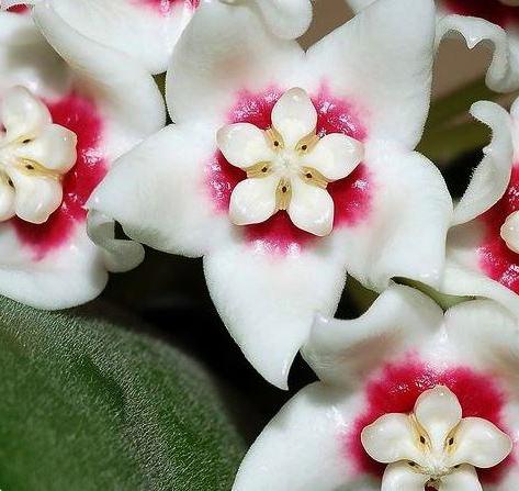 Hoya calycina H152