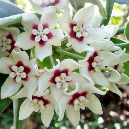 Hoya calycina H152