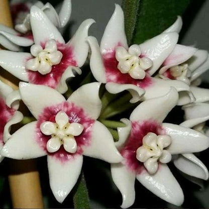 Hoya calycina H152