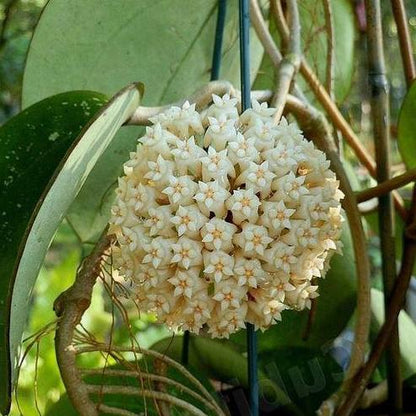 Hoya loyceandrewsiana H153