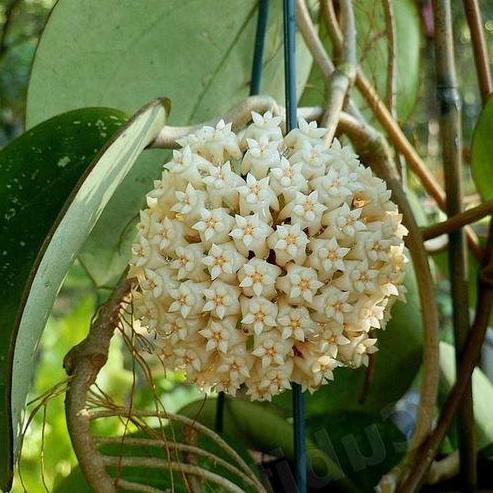 Hoya loyceandrewsiana H153
