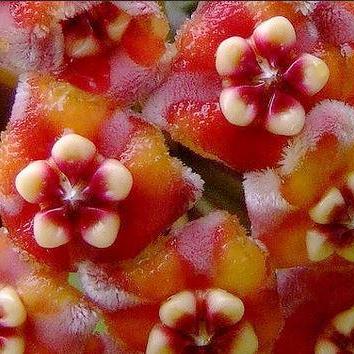 Hoya treubiana IML 0124 H154