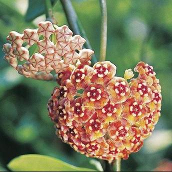 Hoya treubiana IML 0124 H154