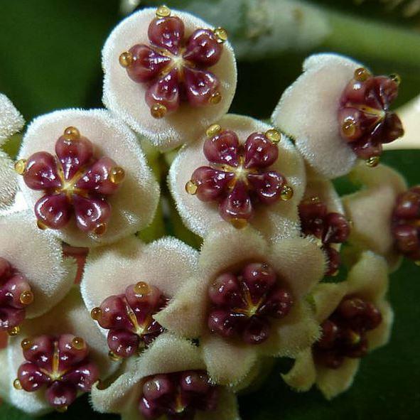 Hoya kerrii variegata 'Speckles' IML 1809 H155