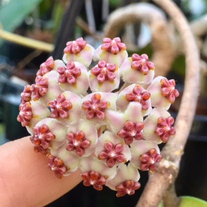 Hoya kerrii variegata 'Speckles' IML 1809 H155