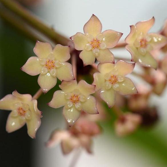 Hoya latifolia albomarginata IML 1622 H157