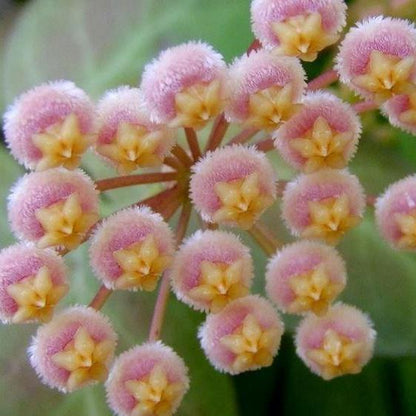 Hoya obscura H15