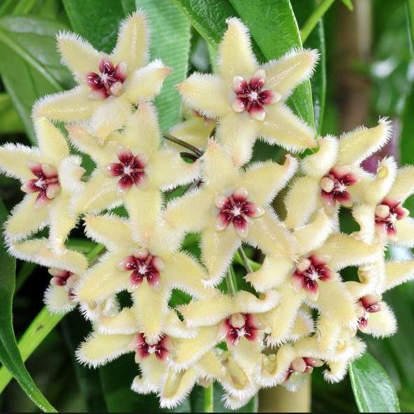Hoya buotii IML 1862 H160