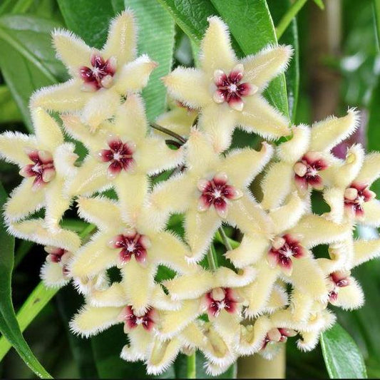Hoya buotii IML 1862 H160