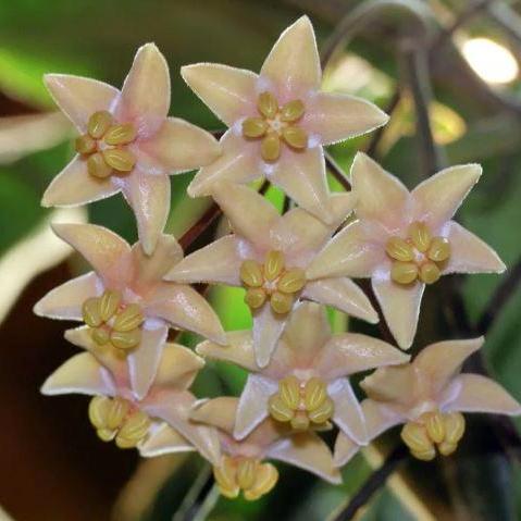 Hoya hypolasia Madang PNG IML 1155 H164