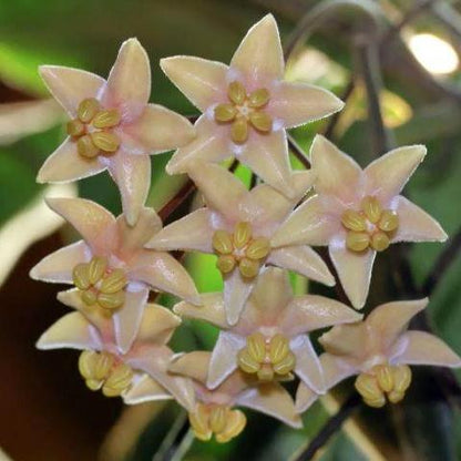 Hoya hypolasia Madang PNG IML 1155 H164