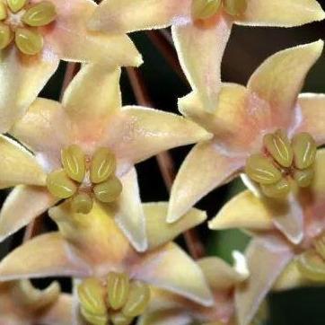 Hoya hypolasia Madang PNG IML 1155 H164