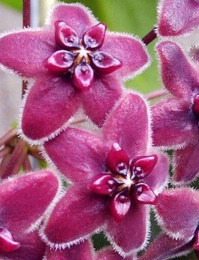 Hoya lamingtoniae H201