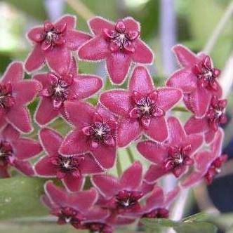Hoya lamingtoniae H201