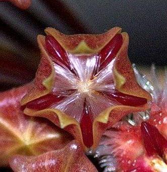 Hoya mindorensis ssp. Superba  IML 0768 H169