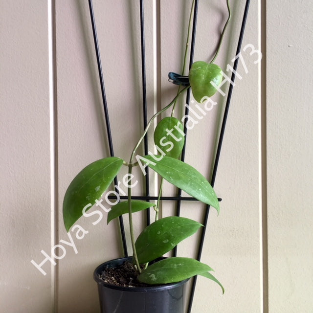 Hoya erythrostemma H173