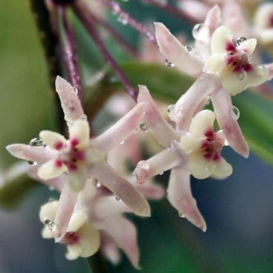 Hoya padangensis H175