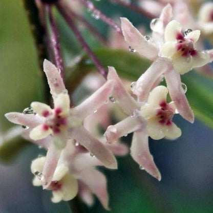 Hoya padangensis H175