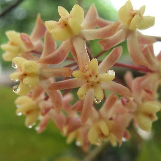 Hoya padangensis H175