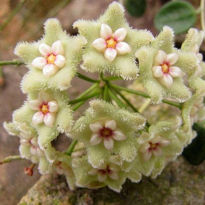 Hoya serpens H176