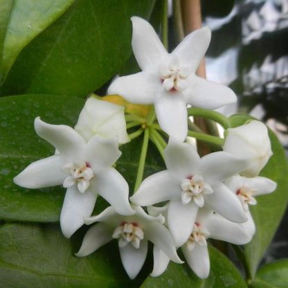 Hoya albiflora H177
