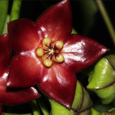 Hoya sussuela H17