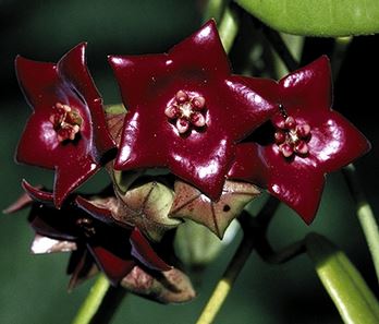Hoya sussuela H17