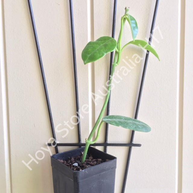 Hoya sussuela H17