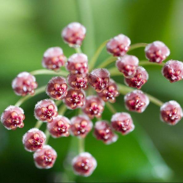 Hoya inconspicua H184