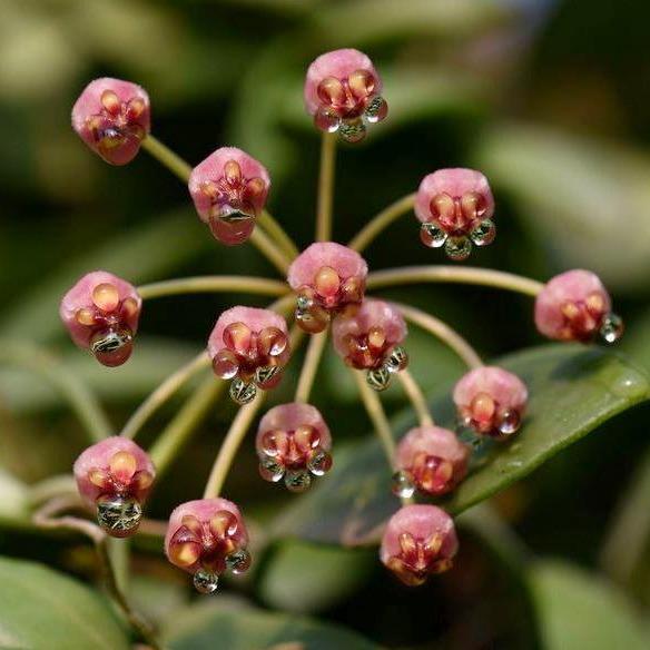 Hoya inconspicua H184