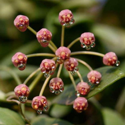 Hoya inconspicua H184