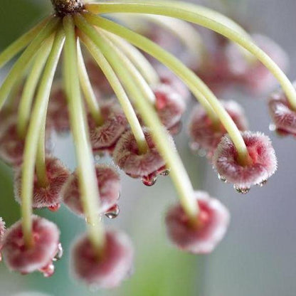 Hoya inconspicua H184