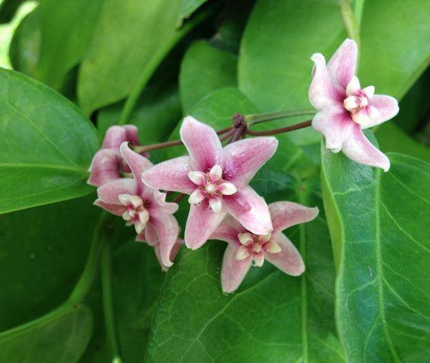 Hoya naumannii IML 0198 H186