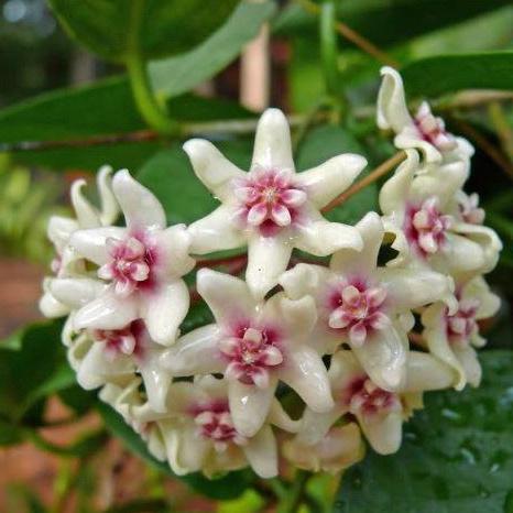 Hoya naumannii IML 0198 H186