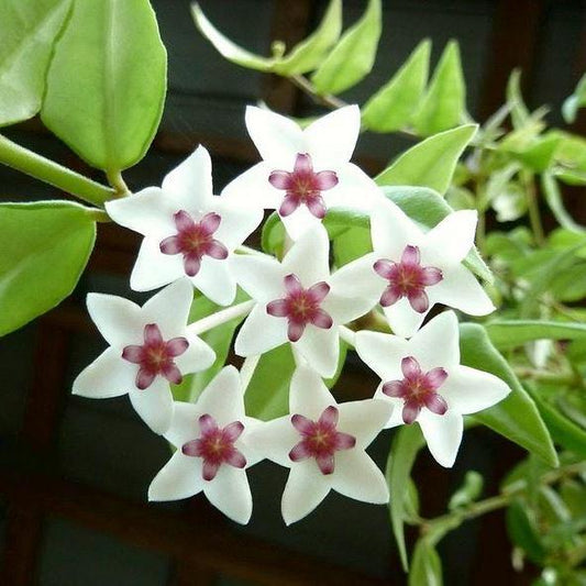 Hoya bella H187