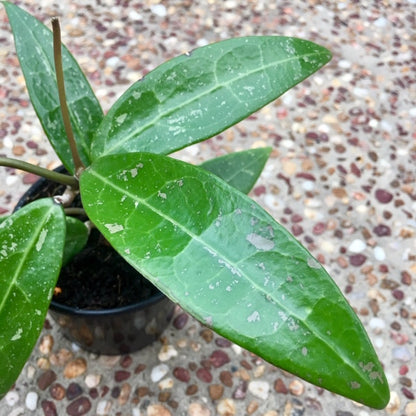 Hoya verticillata pink H188