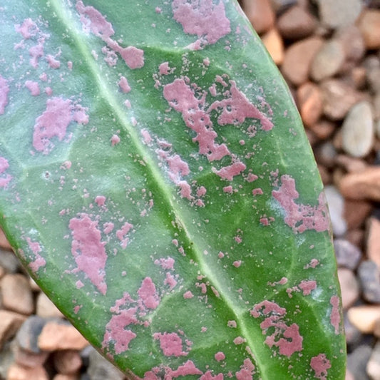 Hoya verticillata pink H188